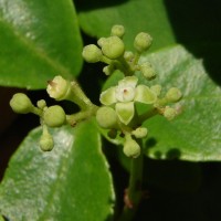 Causonis trifolia (L.) Mabb. & J.Wen